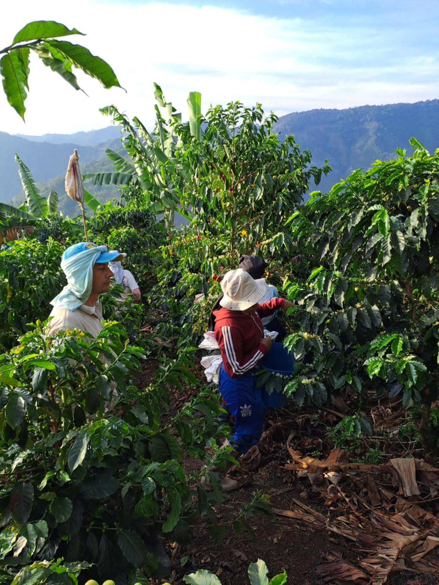 Finca La Manchuria Salgar  Εξωτερικό φωτογραφία